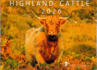 Highland Cattle 2026